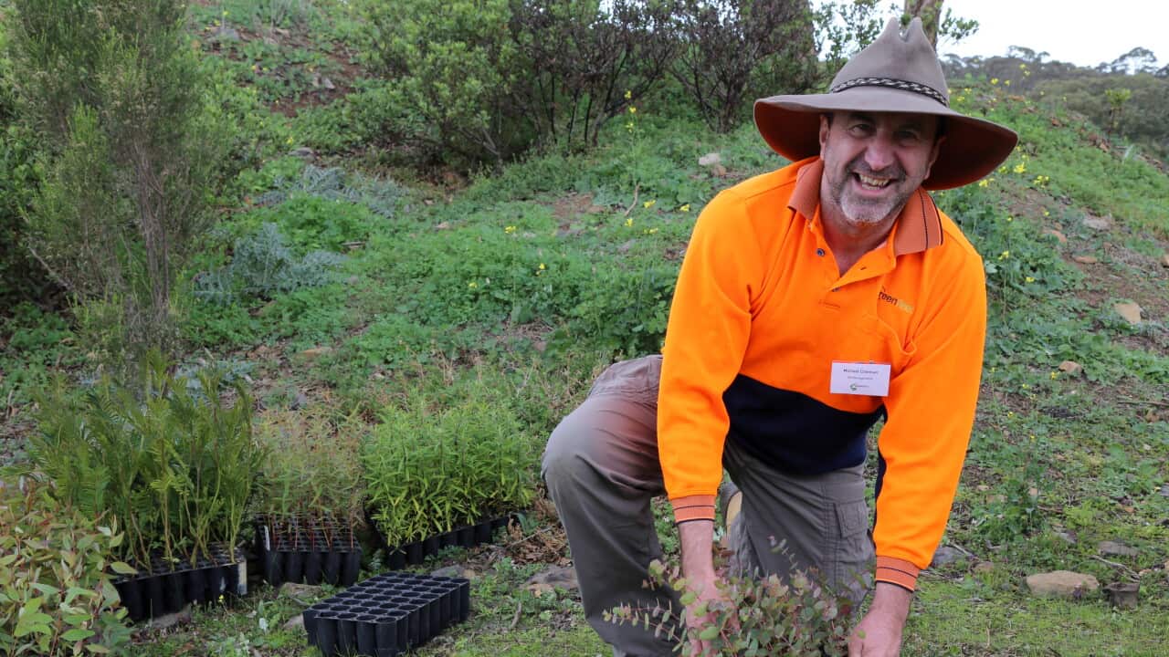 Native Trees planting