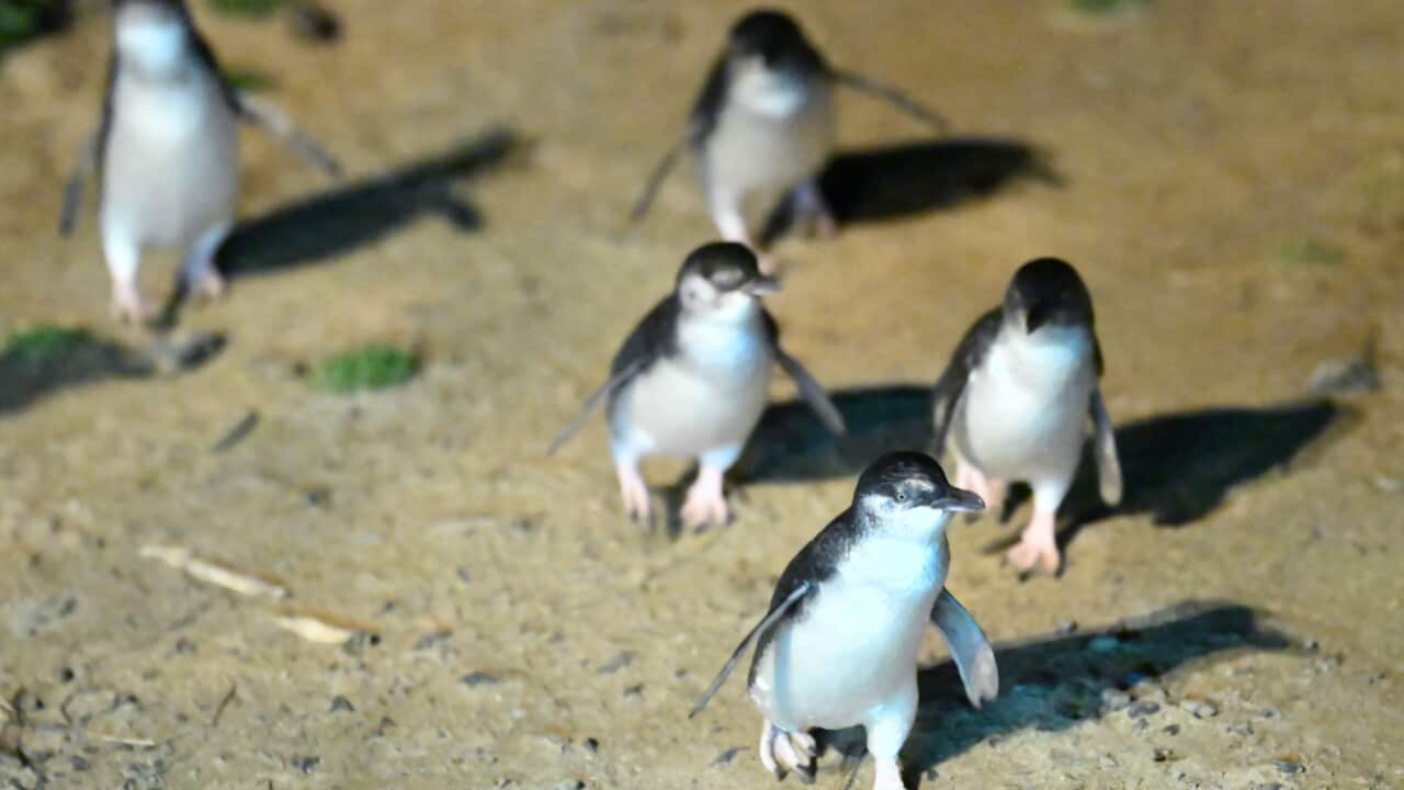 PENGUIN VACCINE PHILLIP ISLAND
