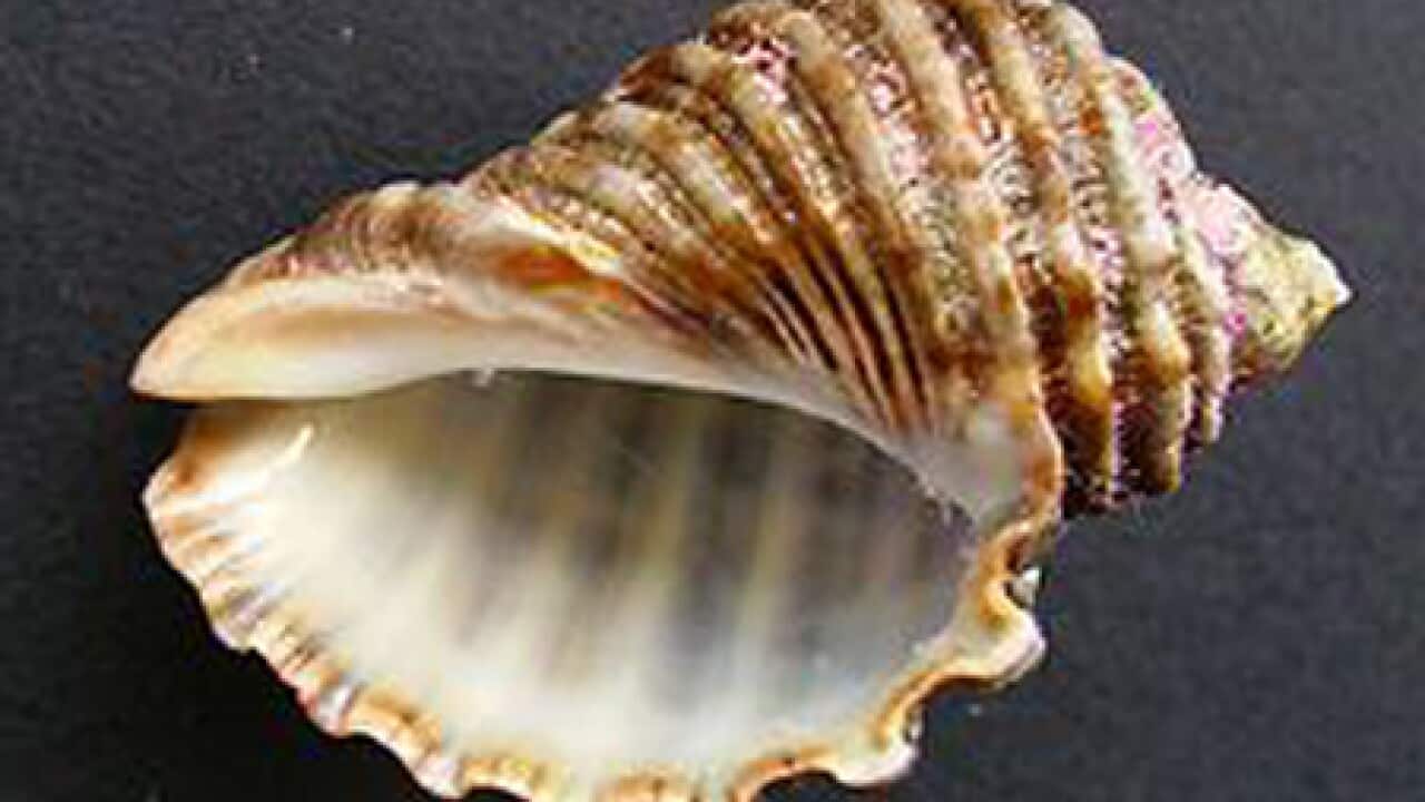 marine_snail_shell_100910_B_wikipedia_248034447