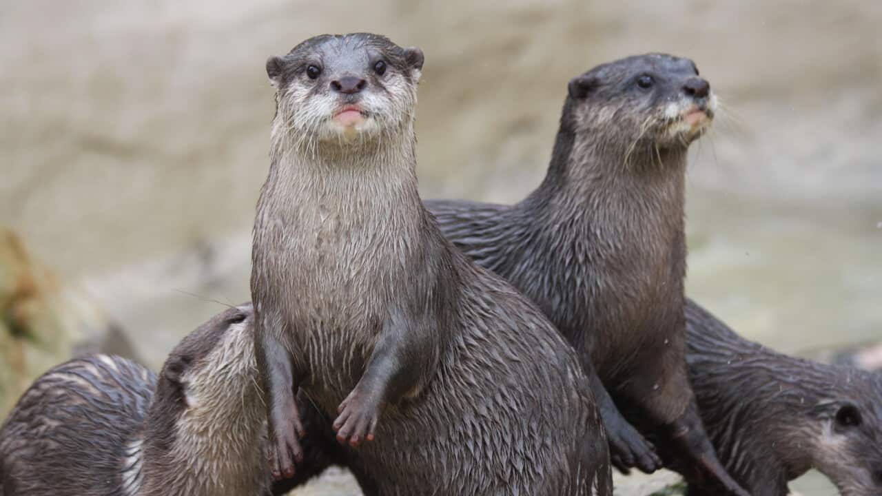 Otter pexels-richard-block-329101850-33983384.jpg