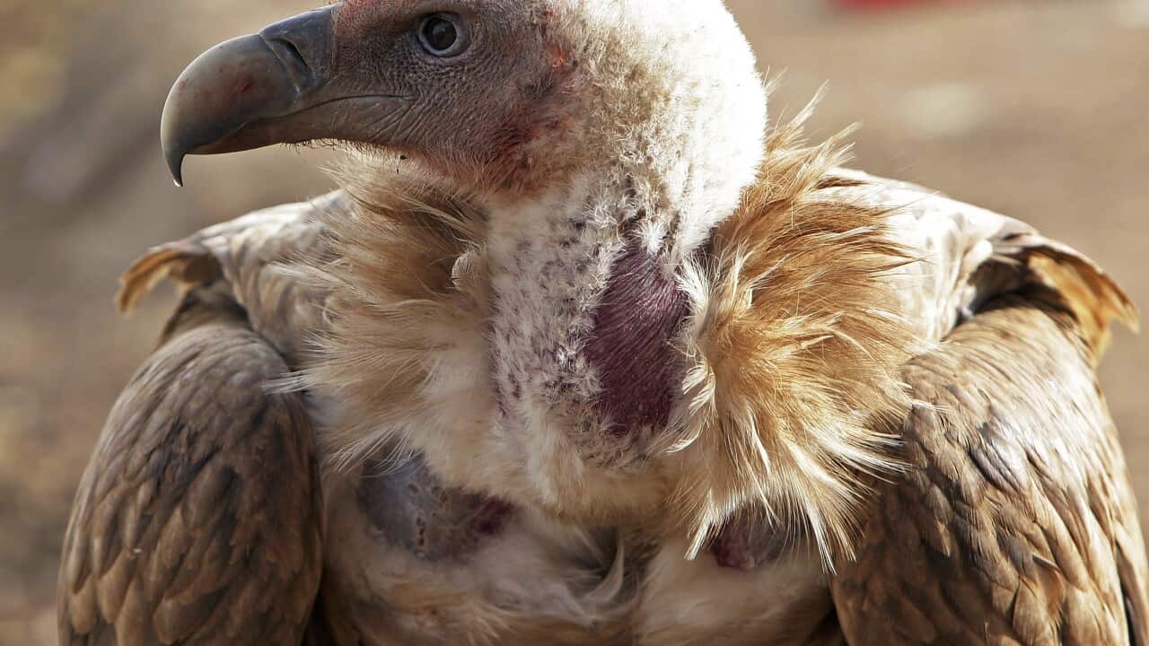 Vultures face extinction, experts say
