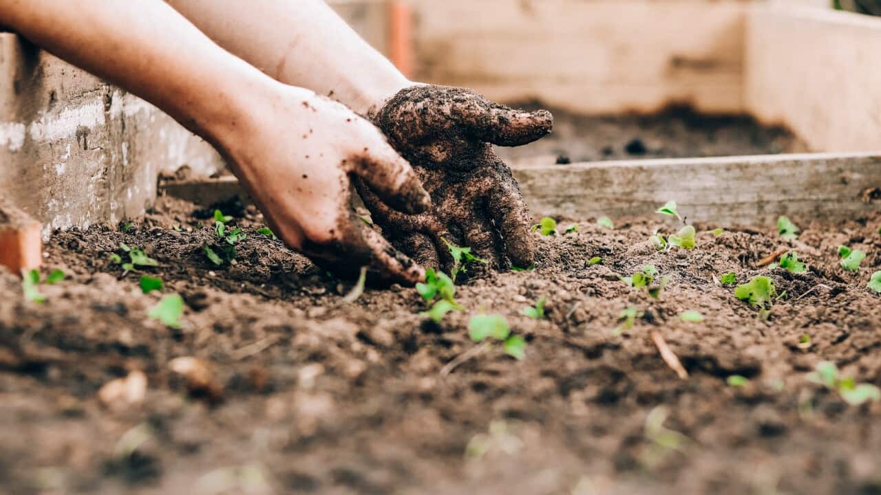 Gardening is becoming a side hustle for some (Unsplash-Sandie Clarke).jpg