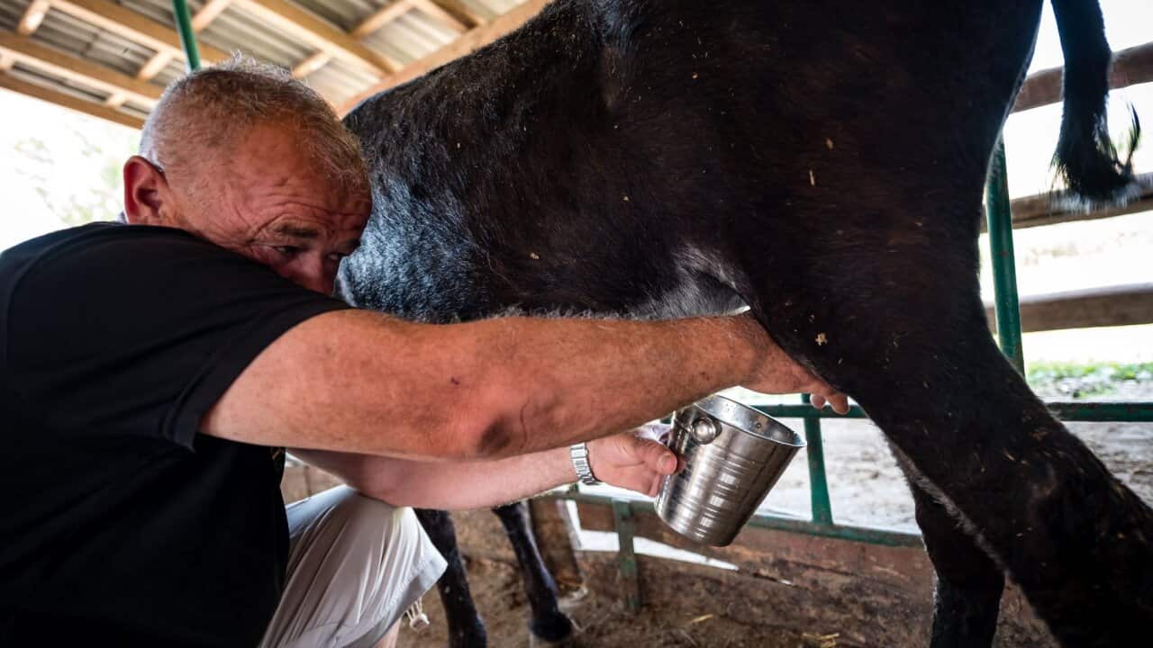 pule-donkey-cheese-simic-zasavica-getty-AFP-3