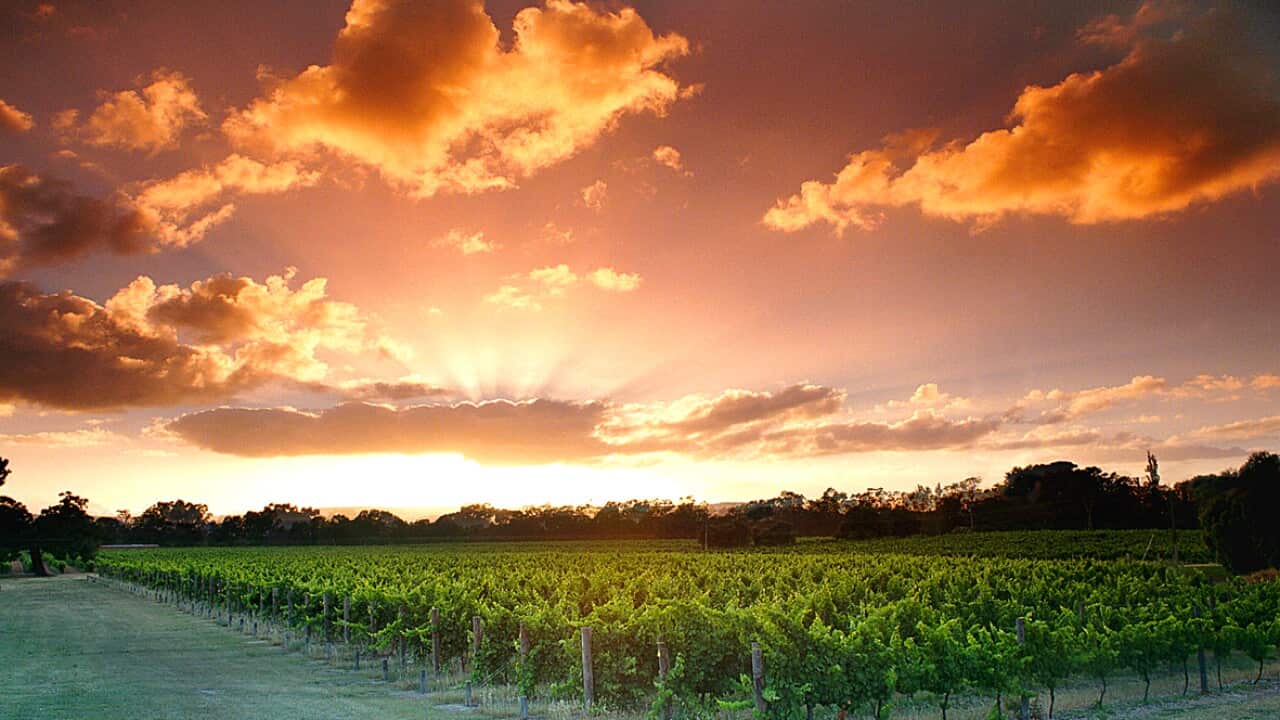 Homegrown: Swan Valley