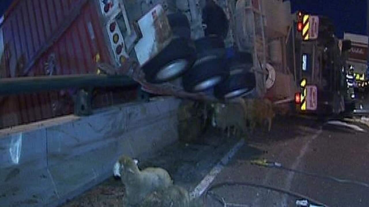 sheep_highway_120601_1154821705