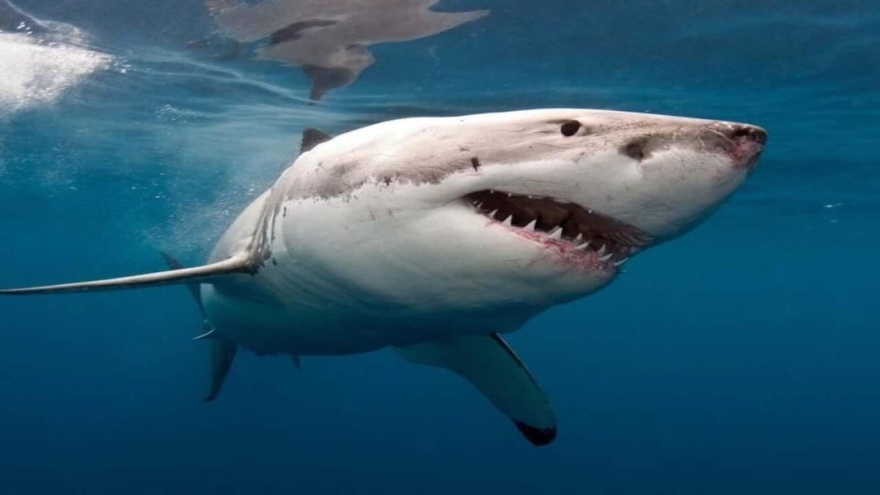 A great white shark