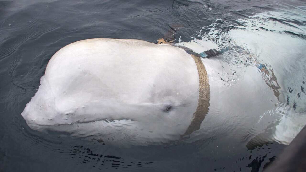 A beluga whale wearing a harness