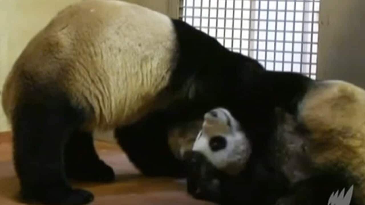 130422_Panda_BBC_1831451187