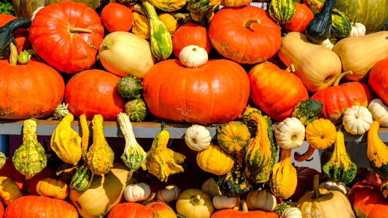 Vegetables pumpkins