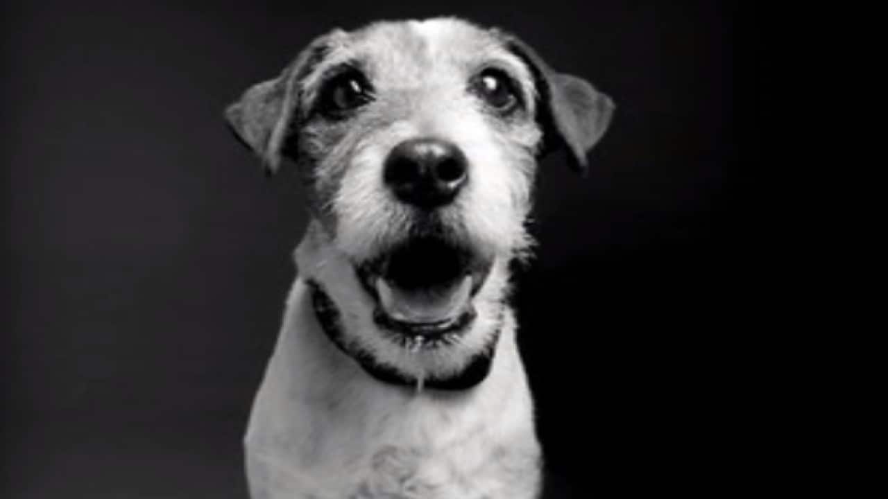 Uggie's owner says he died as a result of a prostate tumour.