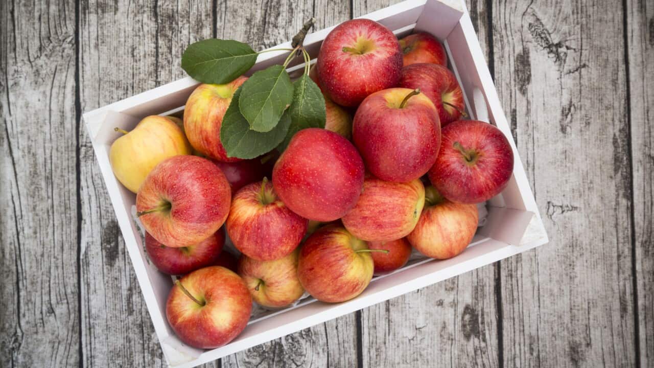 Box of red apples on wood