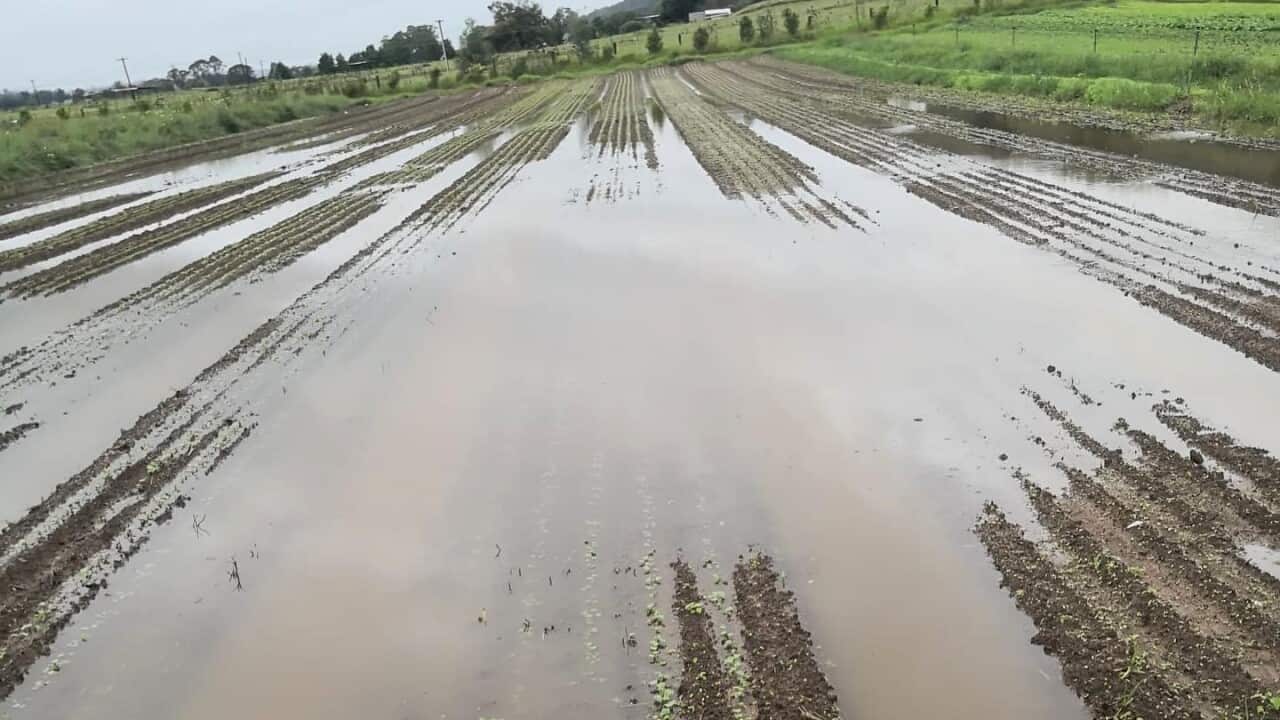 Water from rainfall submerging crops.