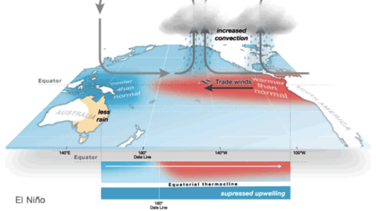 During an El Niño event, trade winds weaken, allowing the area of warmer than normal water to move into the central and eastern tropical Pacific Ocean.