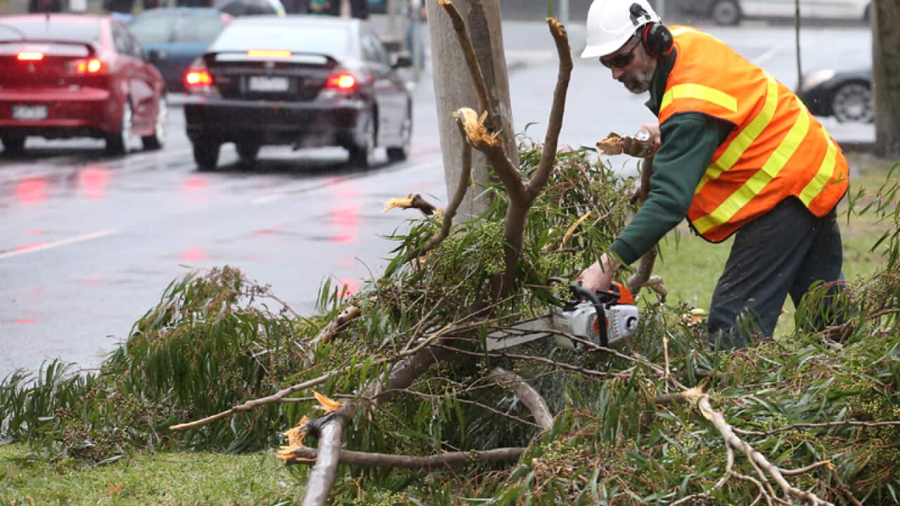 A worker clears a fallen tree in East Melbourne