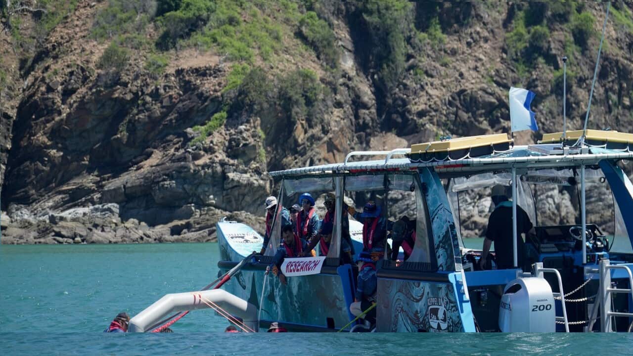 Rangers collect coral spawn and place them into inflatable pools to develop, before releasing millions of larvae onto the reef (Supplied).jpg