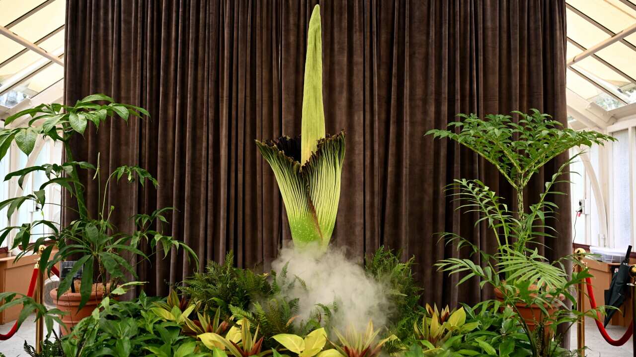 SYDNEY CORPSE FLOWER