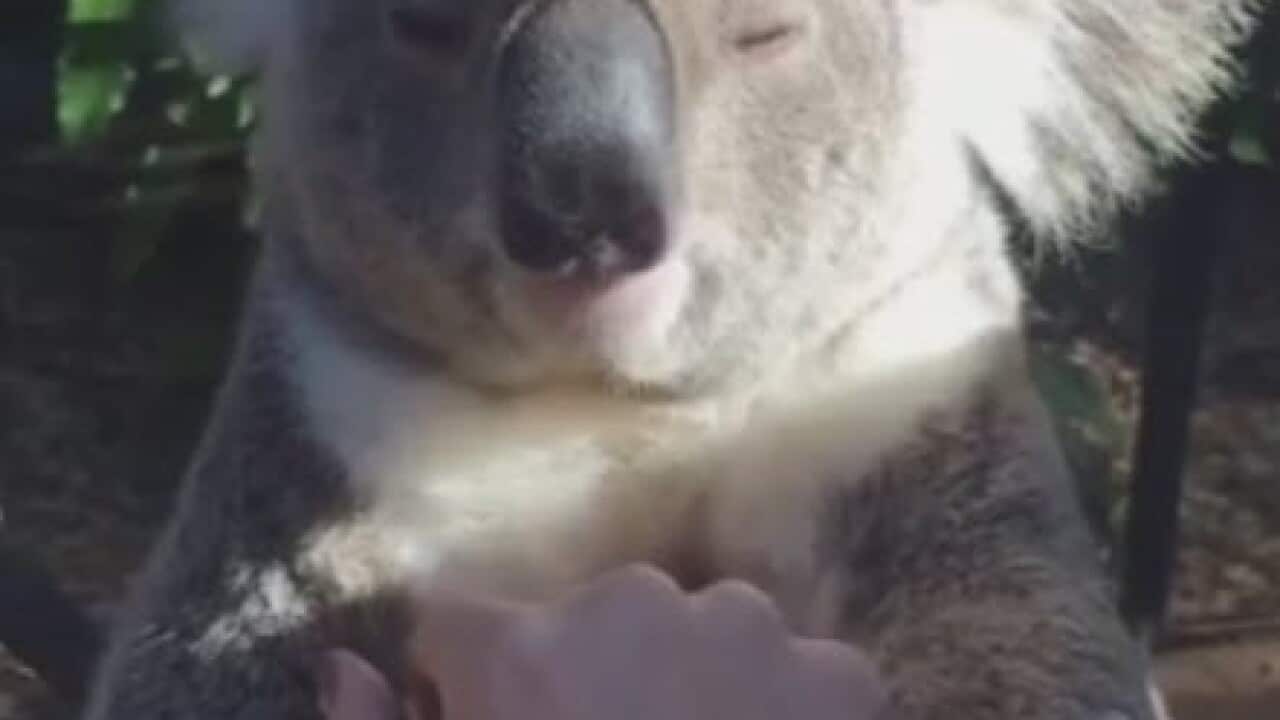 Koala