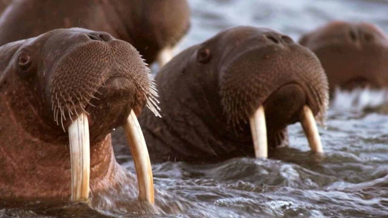 Pacific Walrus