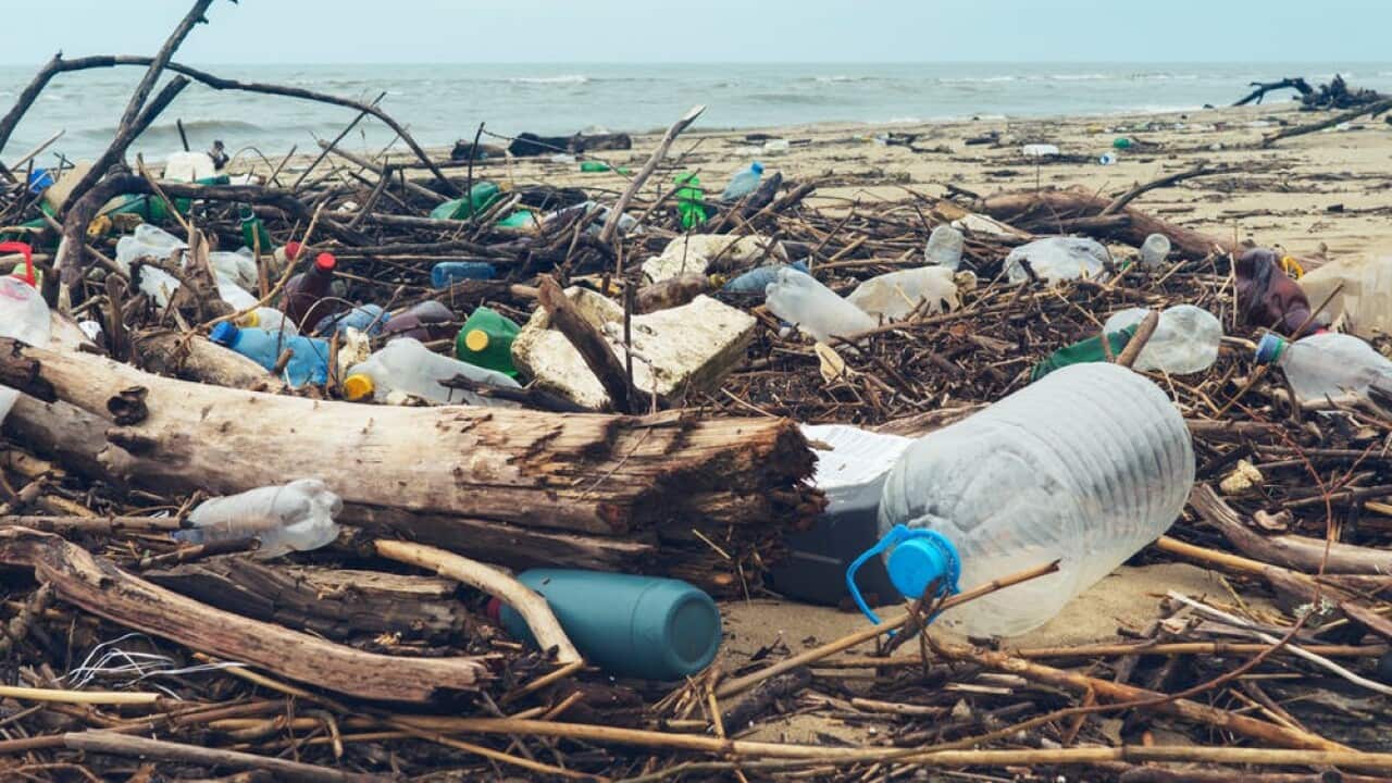 Pollution is one of the main reasons biodiversity is in rapid decline.