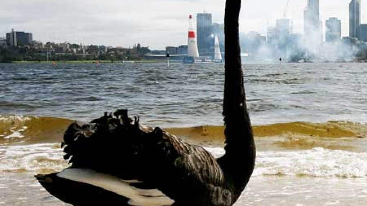 black_swans_101102_B_getty_914745875