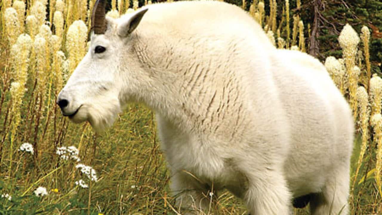mountain_goat_101019_LL_953981902