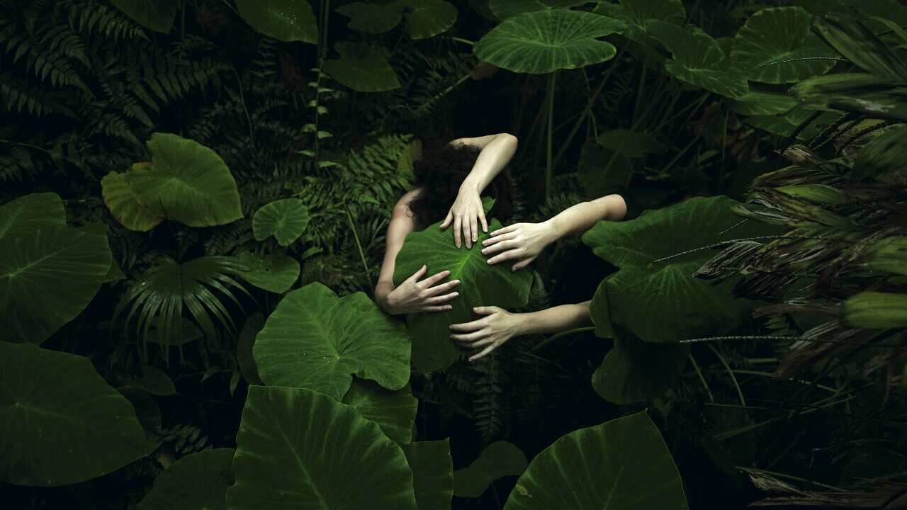 Tamara Dean, Elephant ear (Alocasia odora) in Autumn from the series In our nature, April 2017, Adelaide Botanic Garden, pure pigment print on cotton rag, 150 x 200 cm