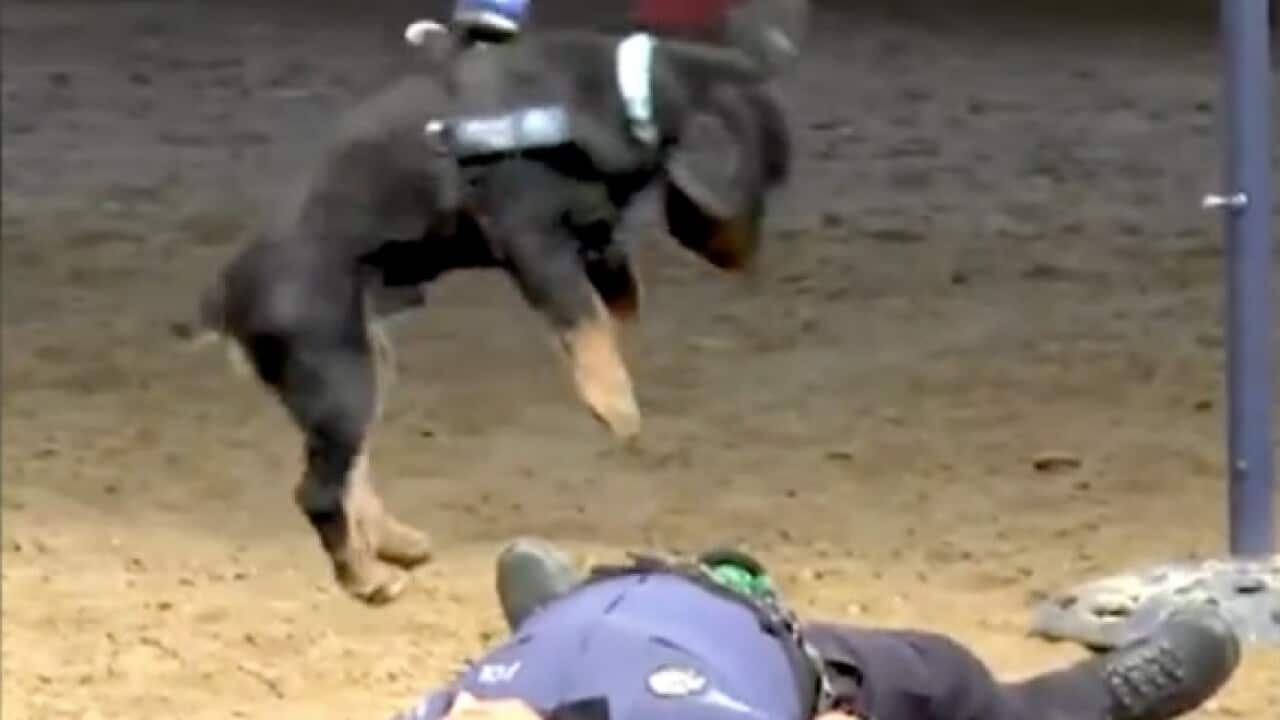 Poncho, the Spanish police dog, performs CPR