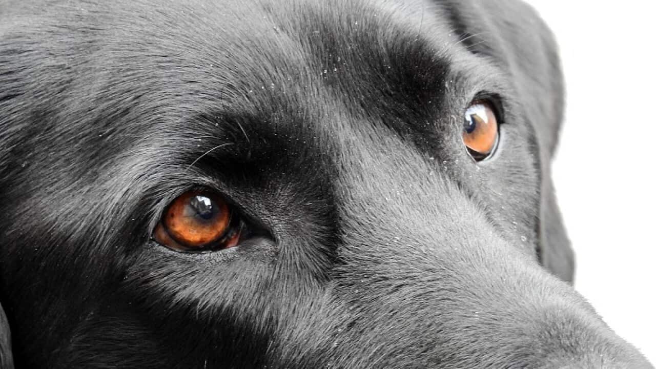 Eye diseases of pets