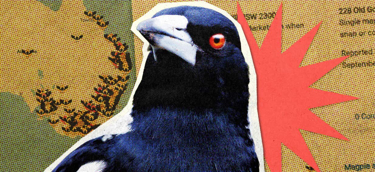 'Still gets the heart going': What I learned from over 50,000 Australian Magpie swoopings