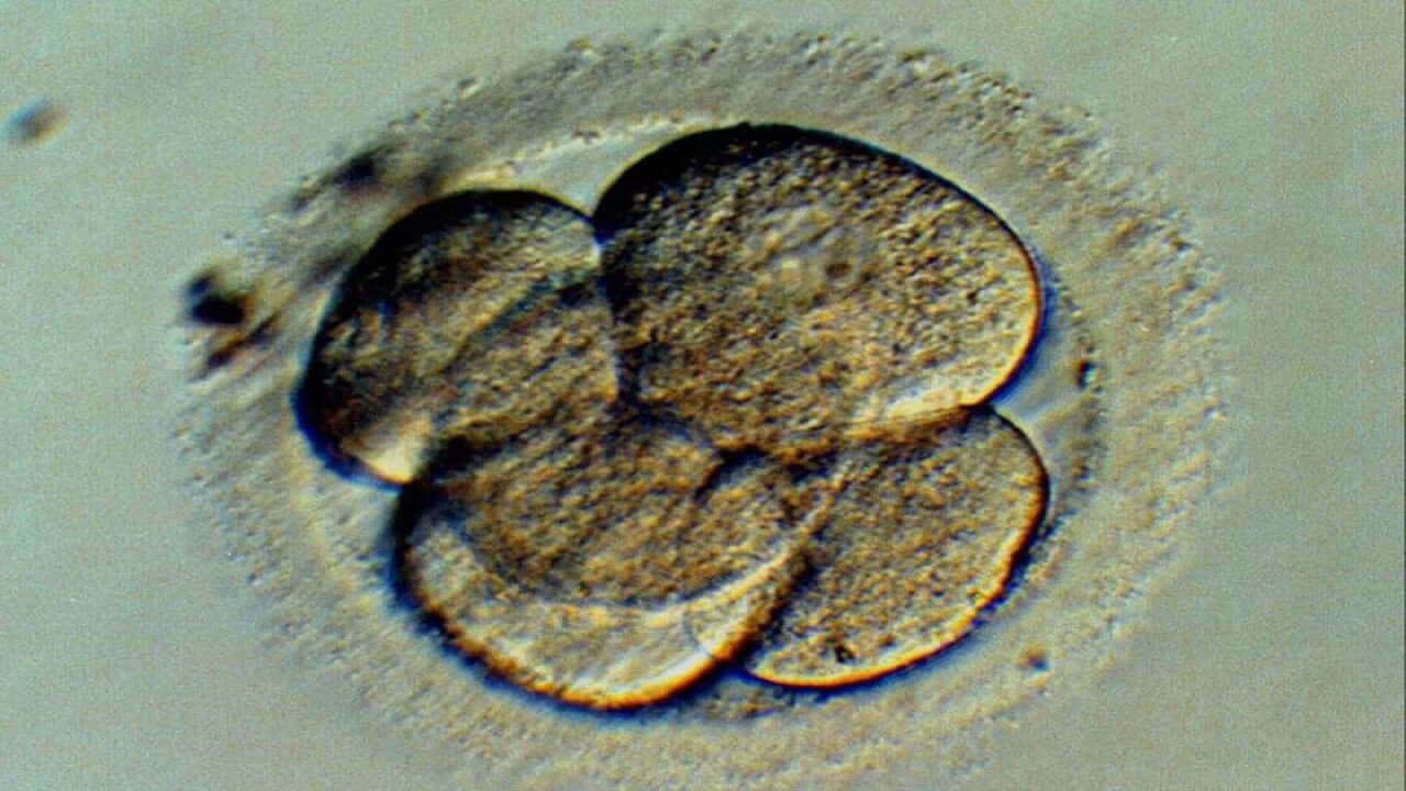 A five cell human embryo