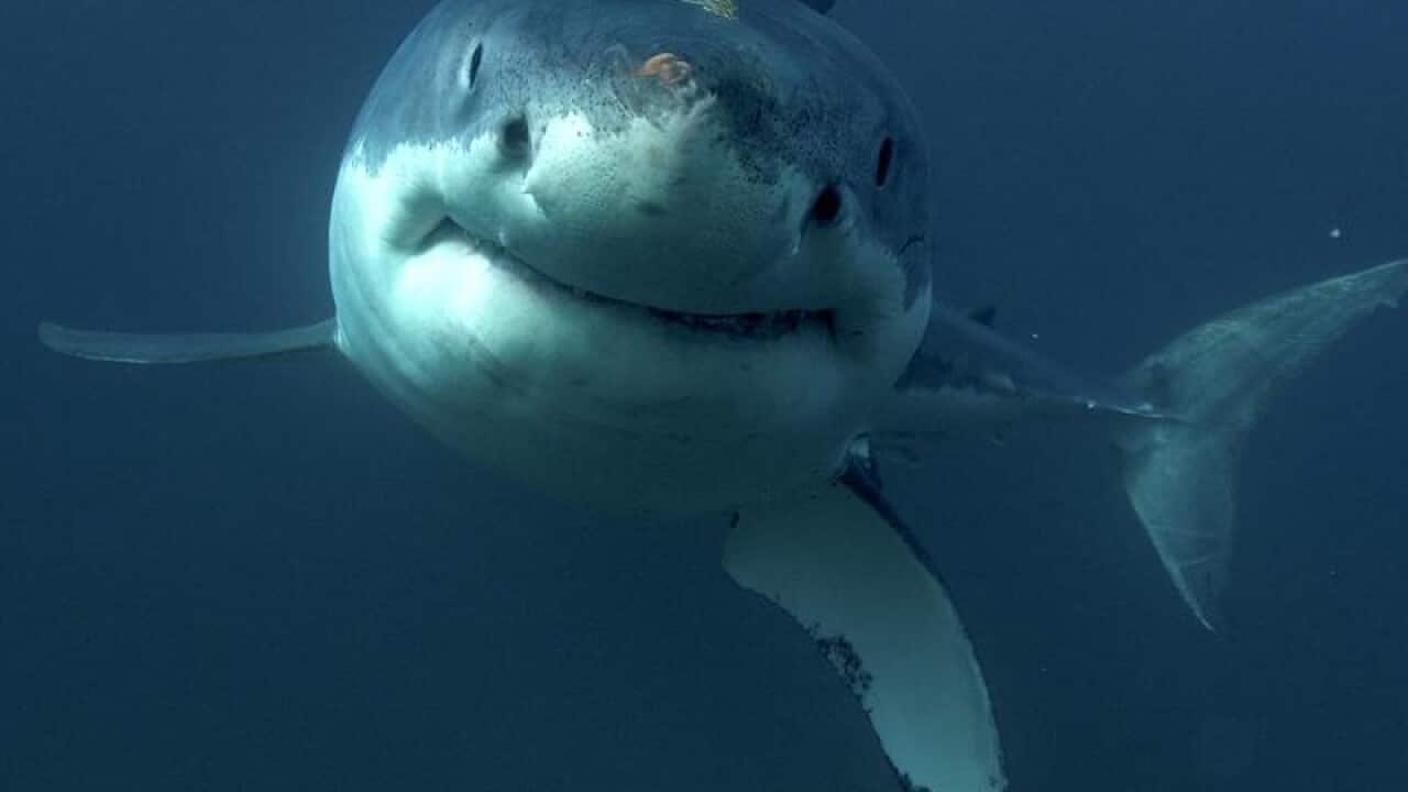 Great White Shark