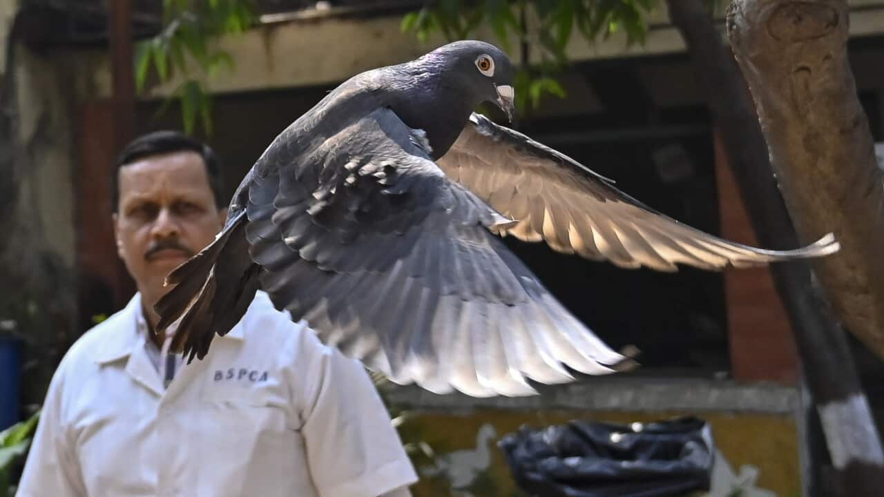 India Suspected Spy Pigeon