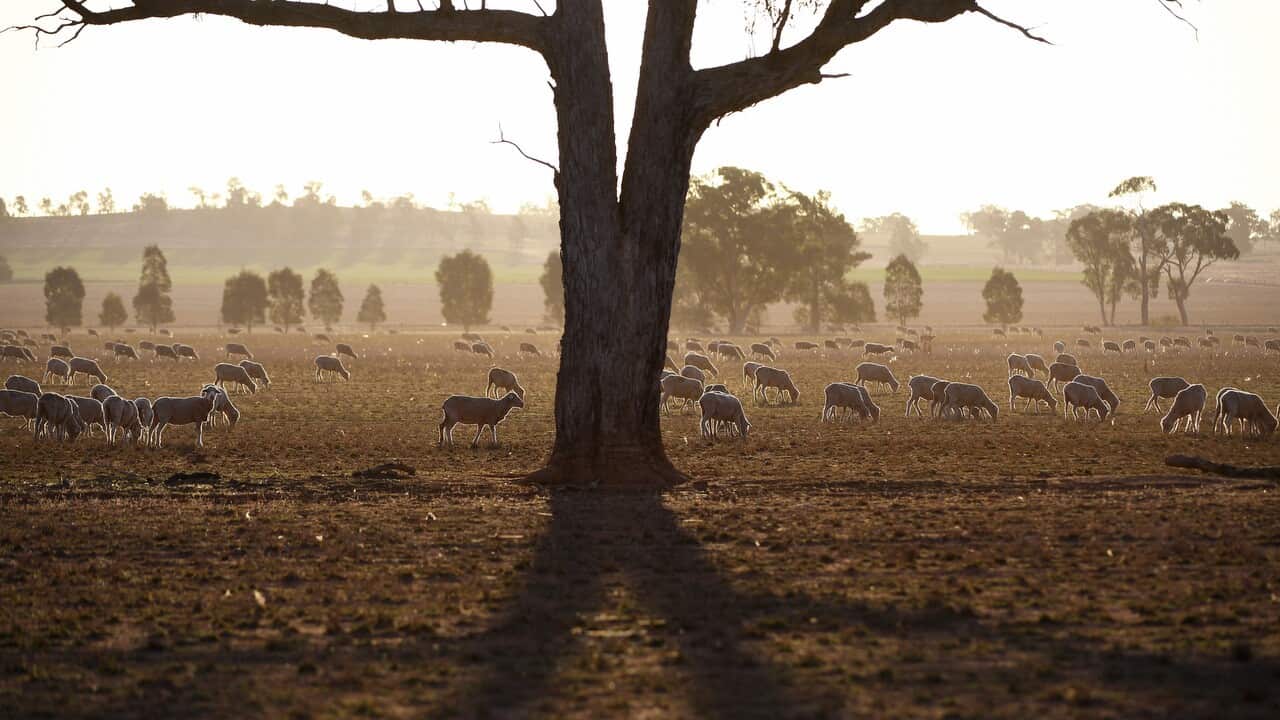 A mob of sheep graze on the dry and dusty fields of a failed crop near Parkes.