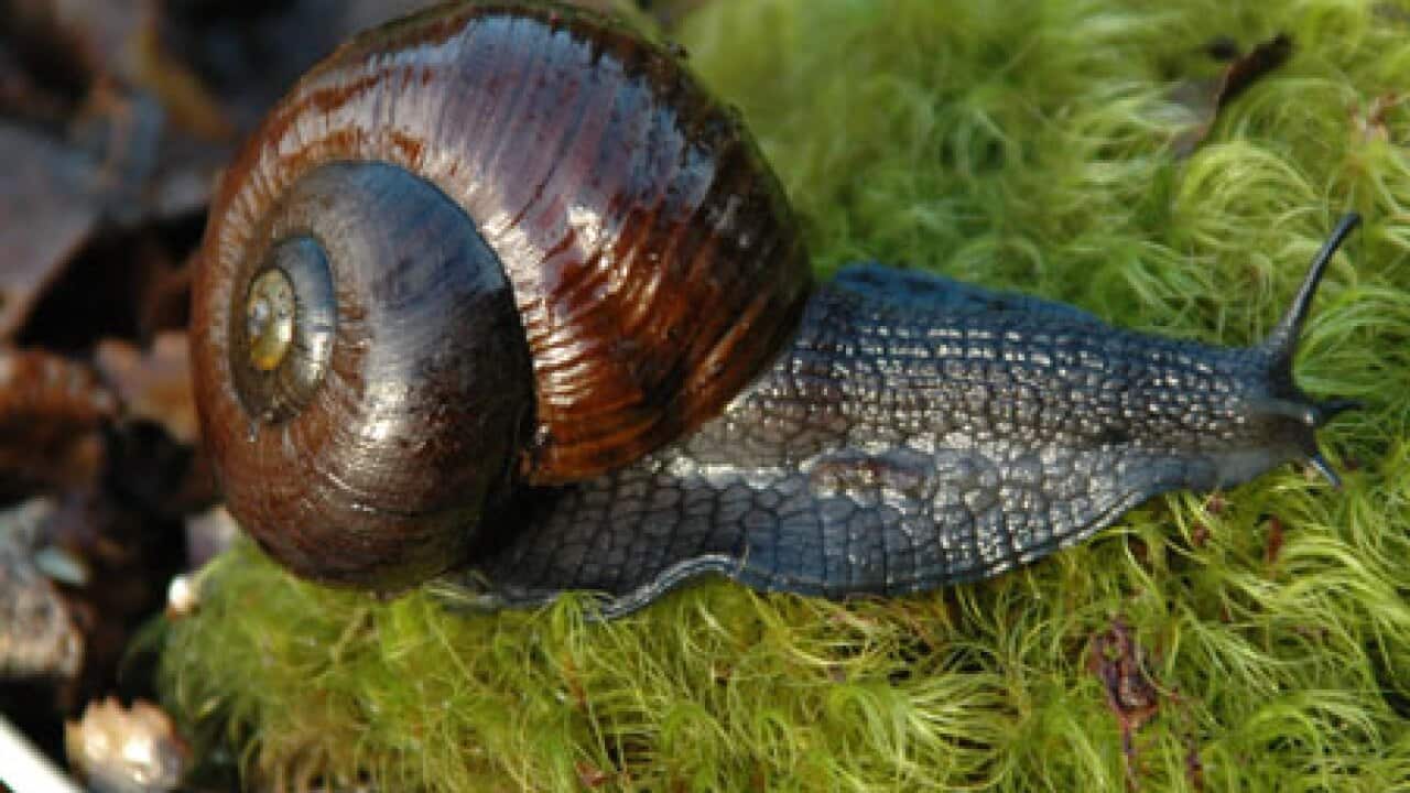 Snail
