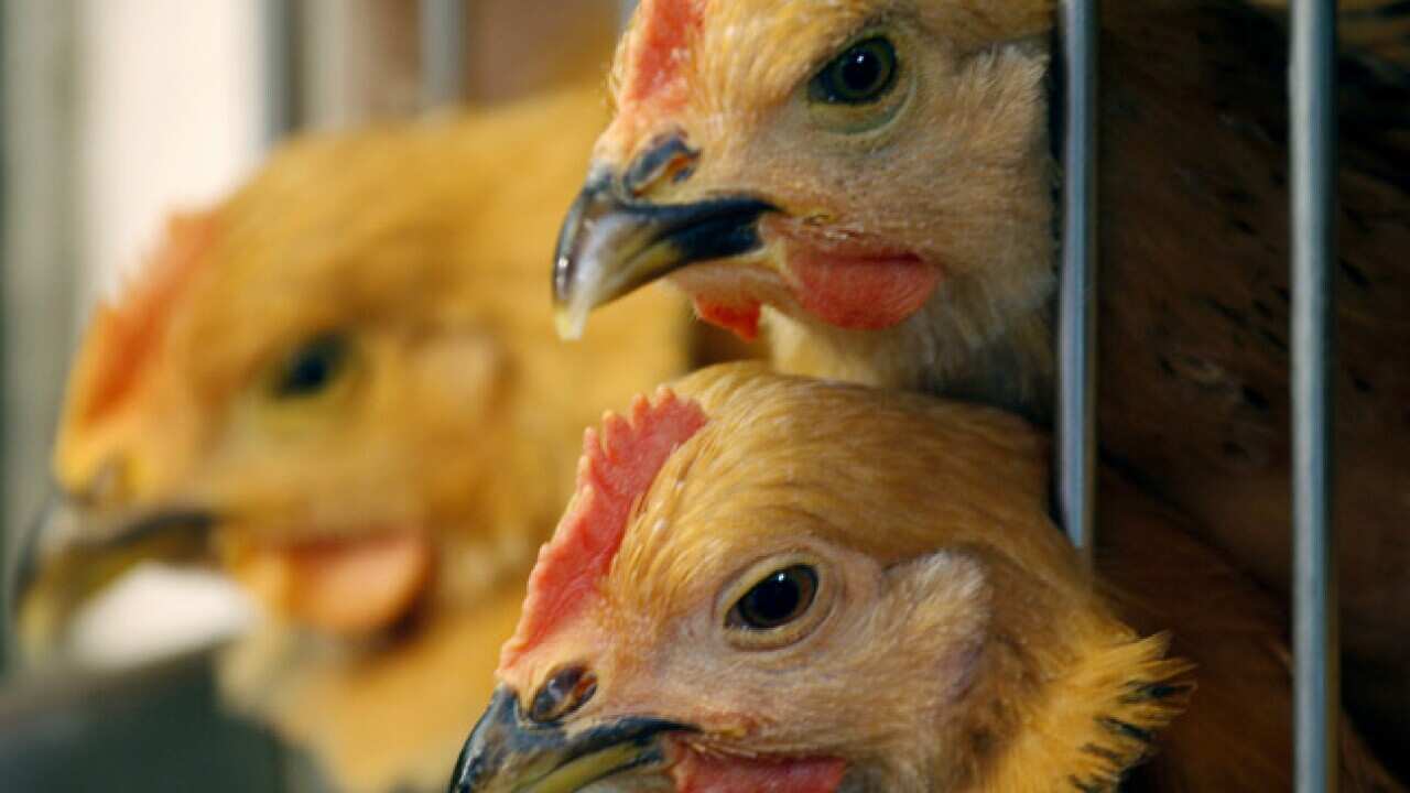 bird_flu_aap_130223_b_1744886575