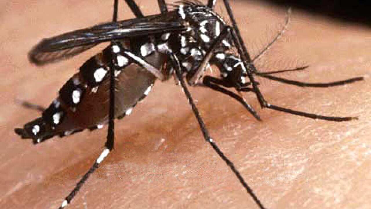 dengue_qld_aap.jpg