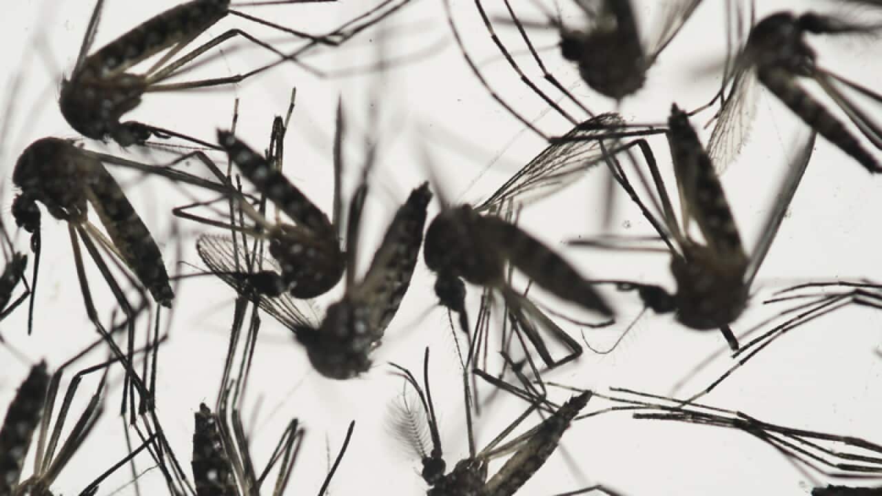 samples of Aedes aegypti mosquitoes