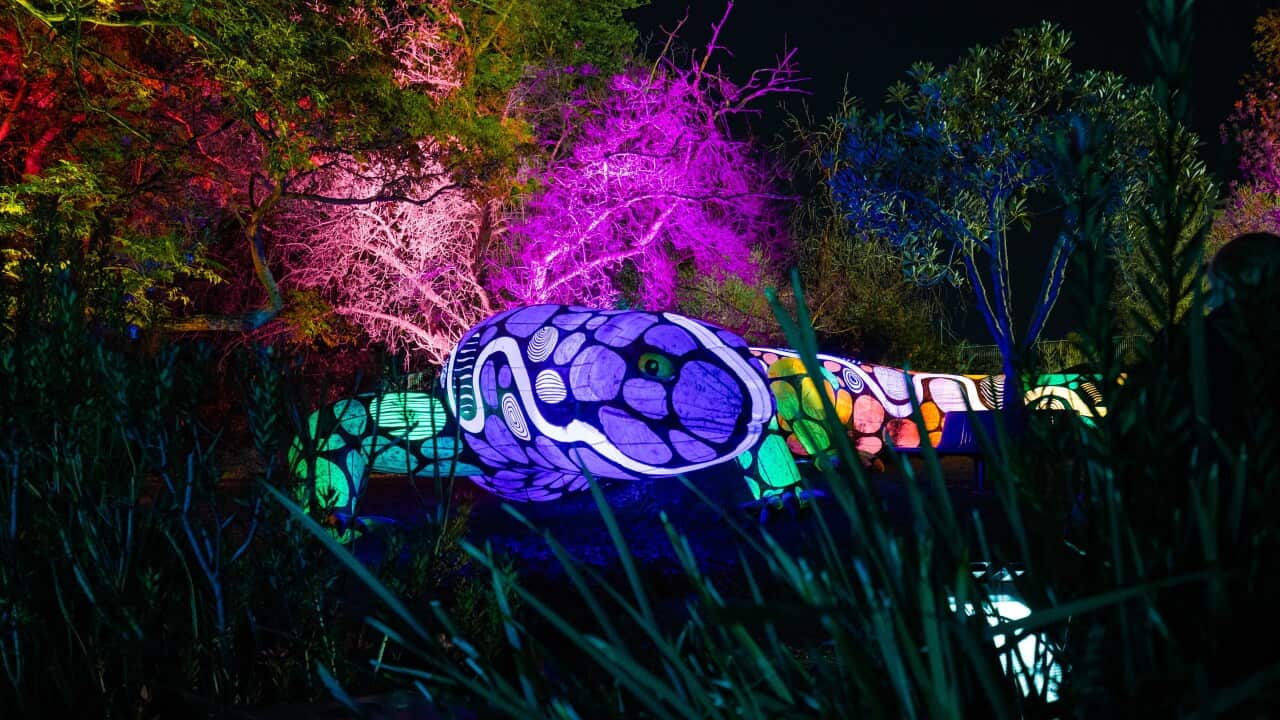 The Kaurna Skink_hero_image by Topbunk Pty Ltd.jpg