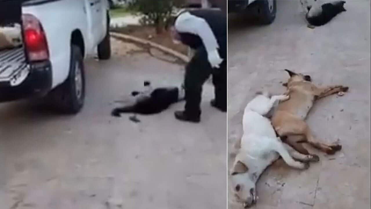 A video posted by welfare organisation Animals Lebanon shows how council workers dispose of stray dogs in a move the organistaion has labelled as "shocking".