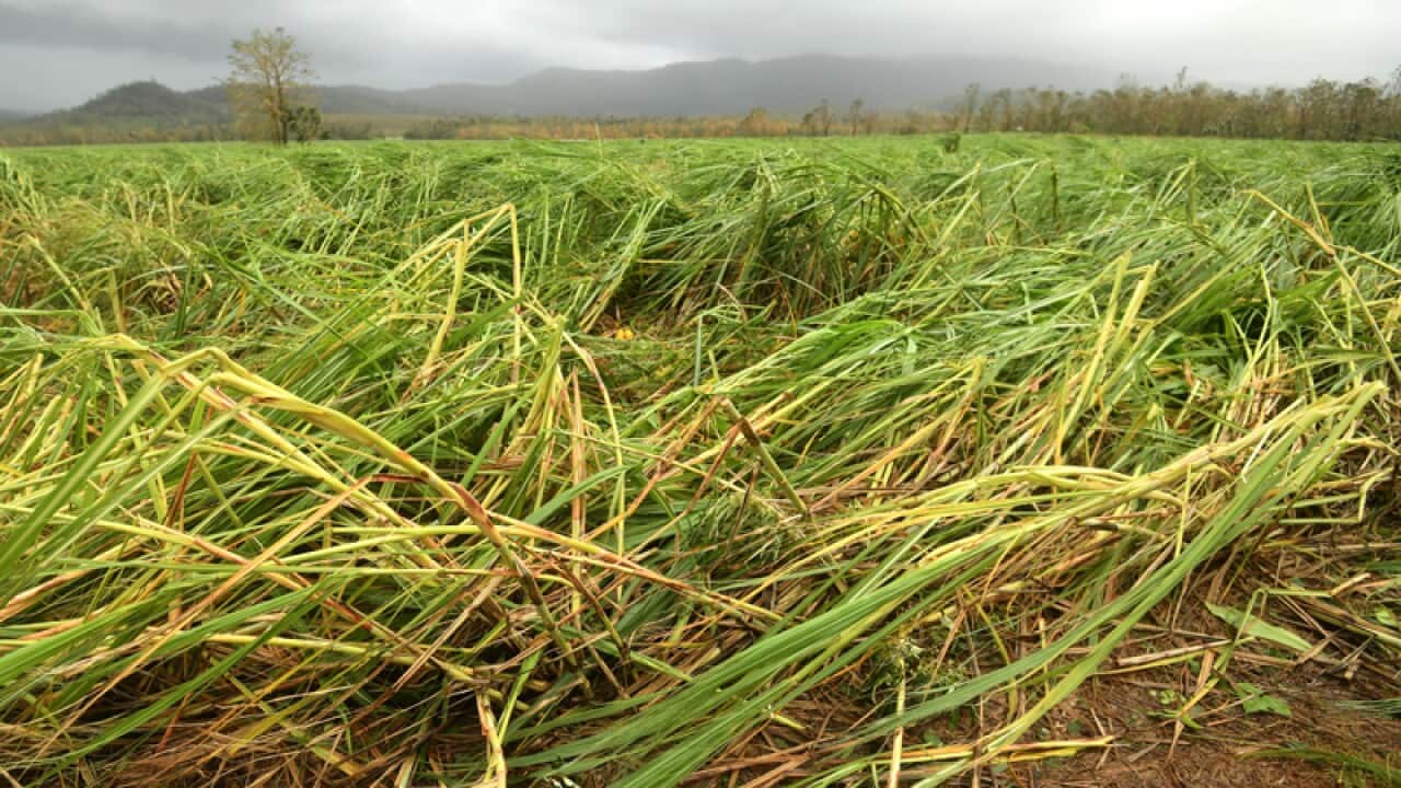 Cyclone damaged sugar cane crops