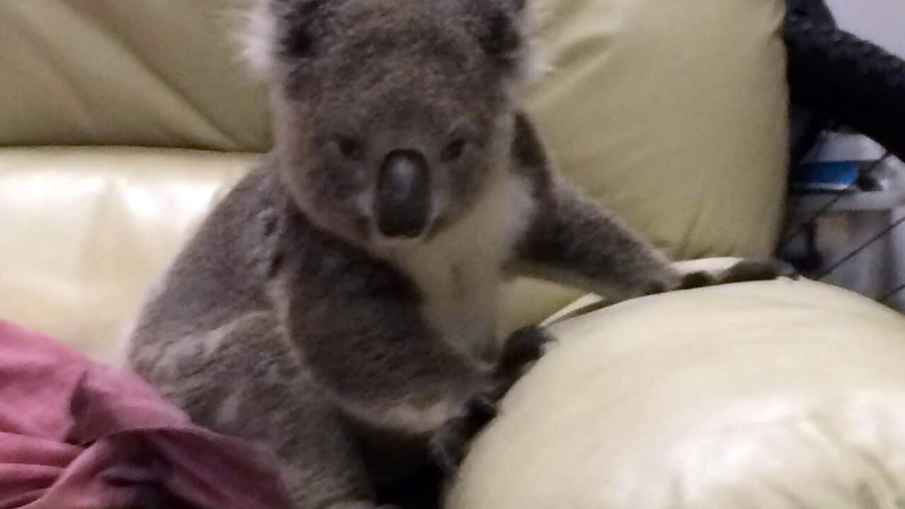 koala on the couch of a home in Port Stephens, on the NSW coast, Tuesday, July 5, 2016. Port Stephens resident Vicki Haines and her partner Michelle stumbled across the furry intruder on Tuesday night when they arrived home. The koala, dubbed Tuff Bugger