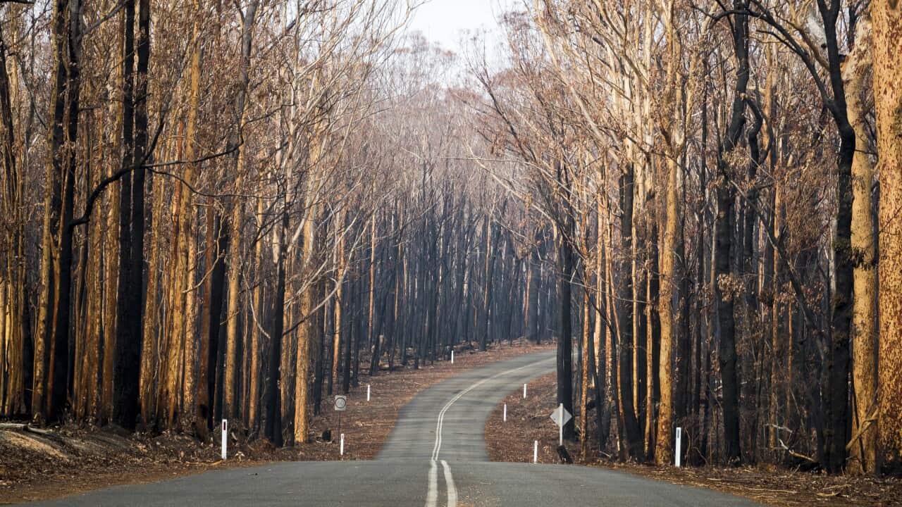 Hundreds of species are now at risk of extinction following the summer's bushfires.