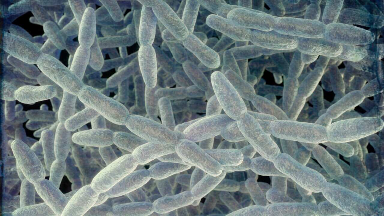 Legionella pneumophila bacteria, illustration