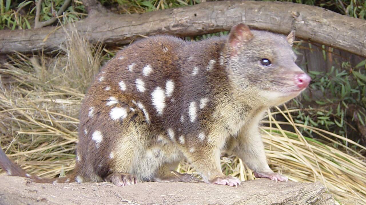 Tiger Quoll (Dasyurus maculatus)