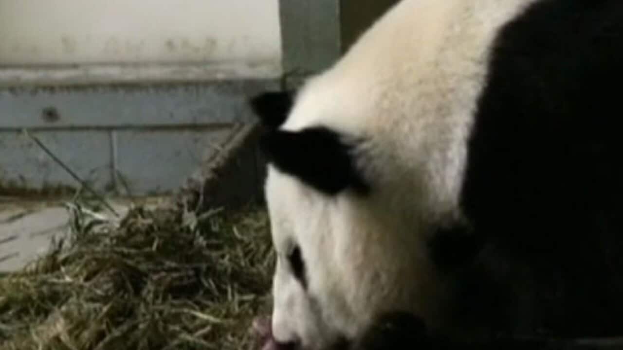 panda_130717_1646150769