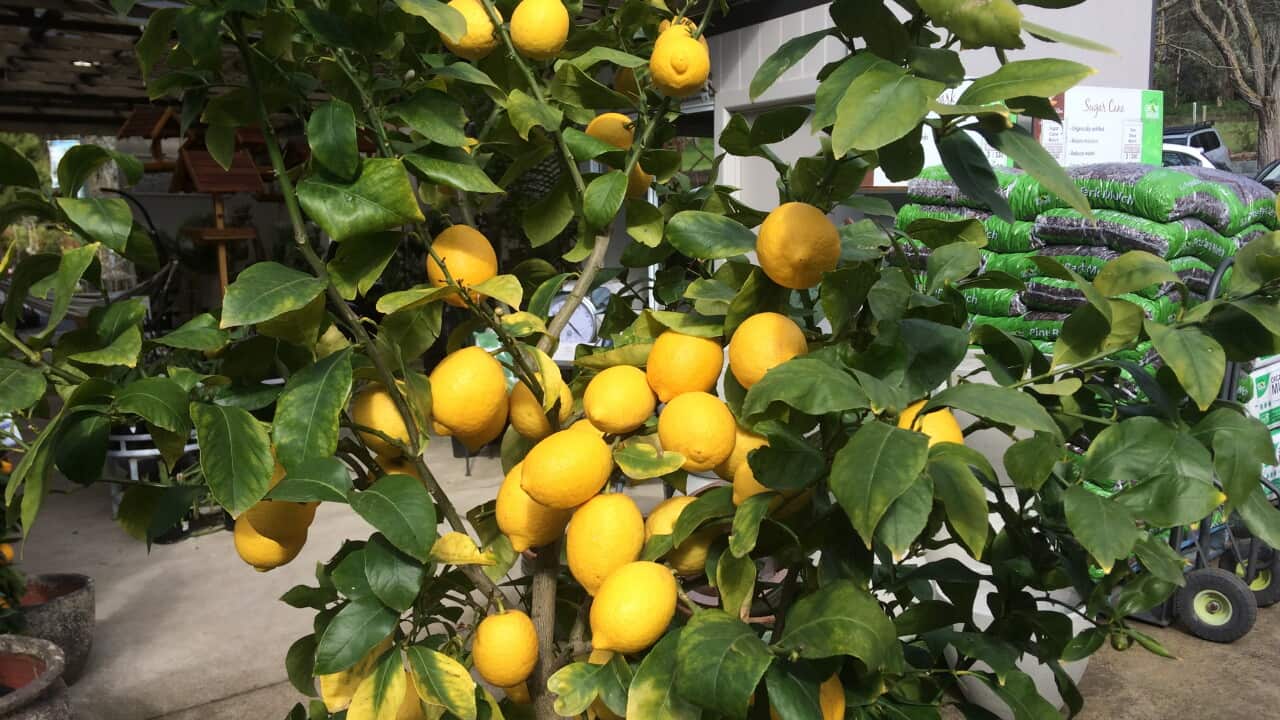 Lemon tree
