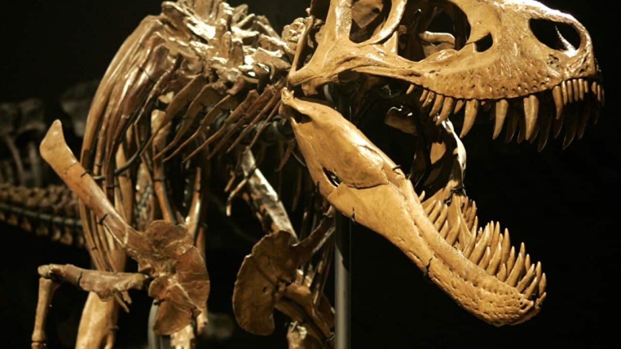A Tyrannosaurus Rex skeleton