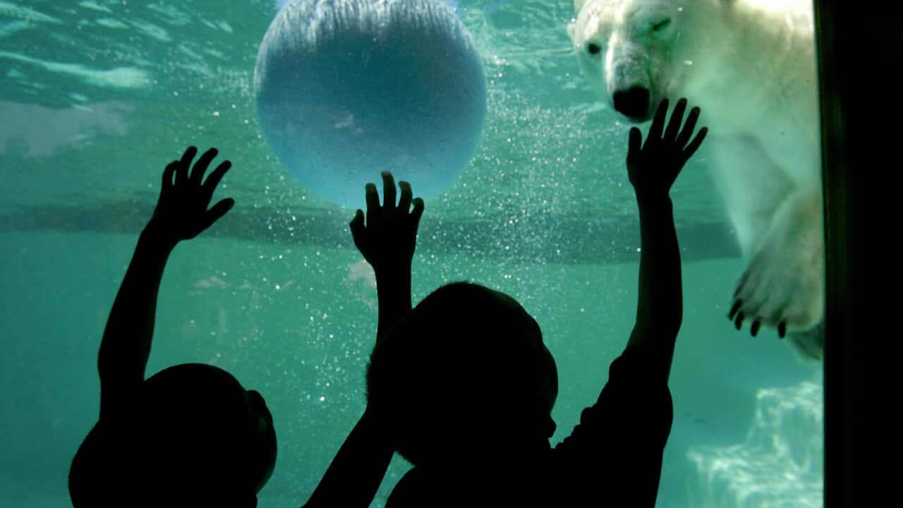 The Philadelphia Zoo says the oldest polar bear in the United States has died. It says Klondike was 34 years old. Klondike was one of the zoo's two polar bears. (AP)