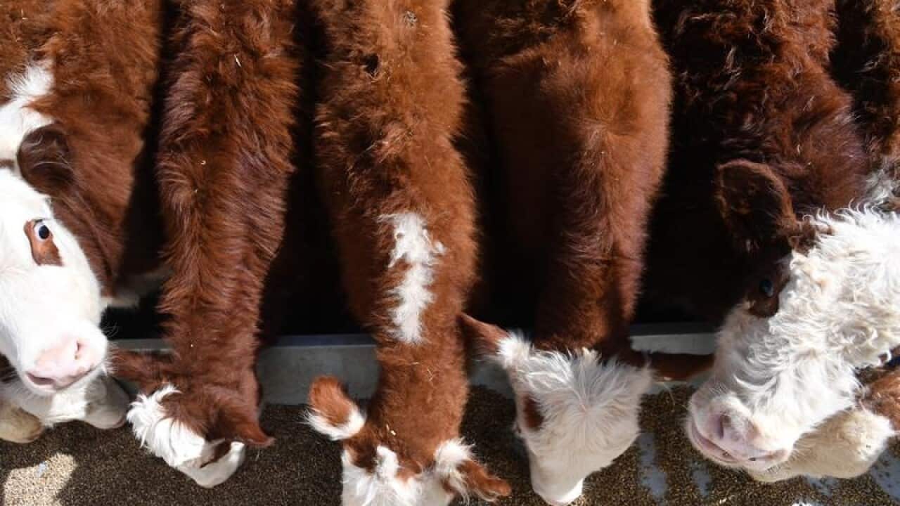 A file image of cattle feeding