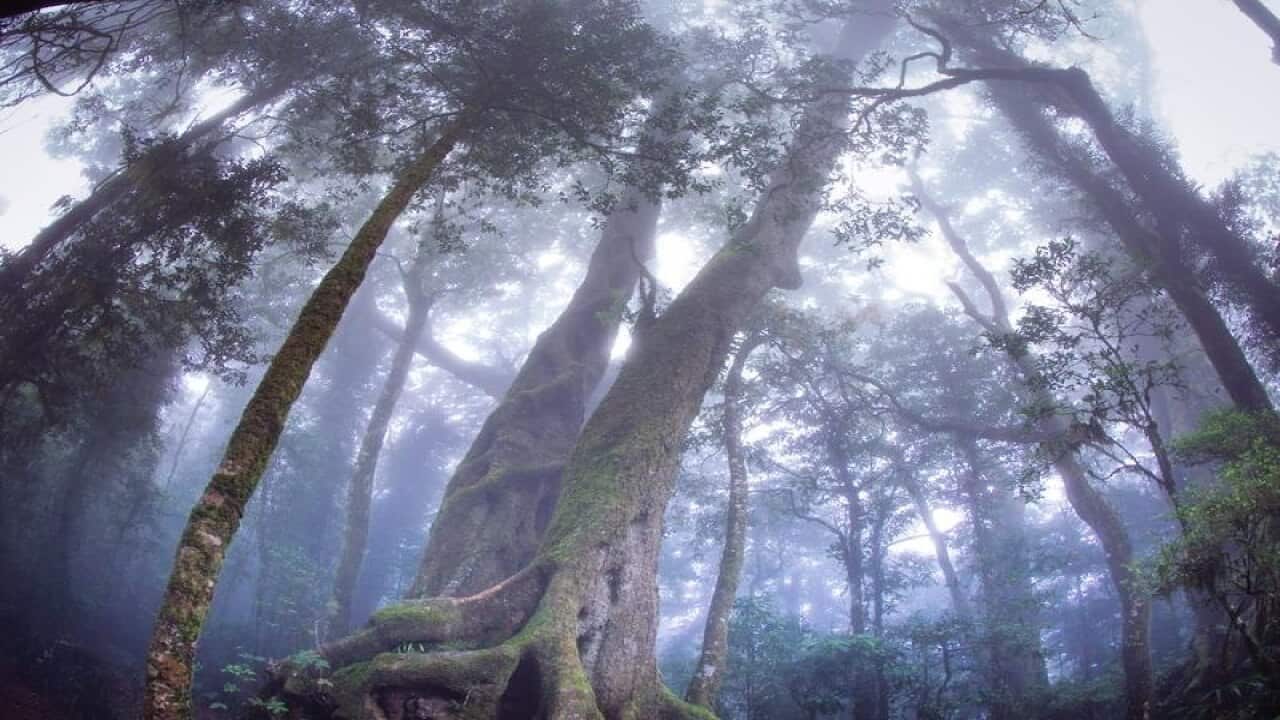 Springbrook National Park on the Gold Coast.